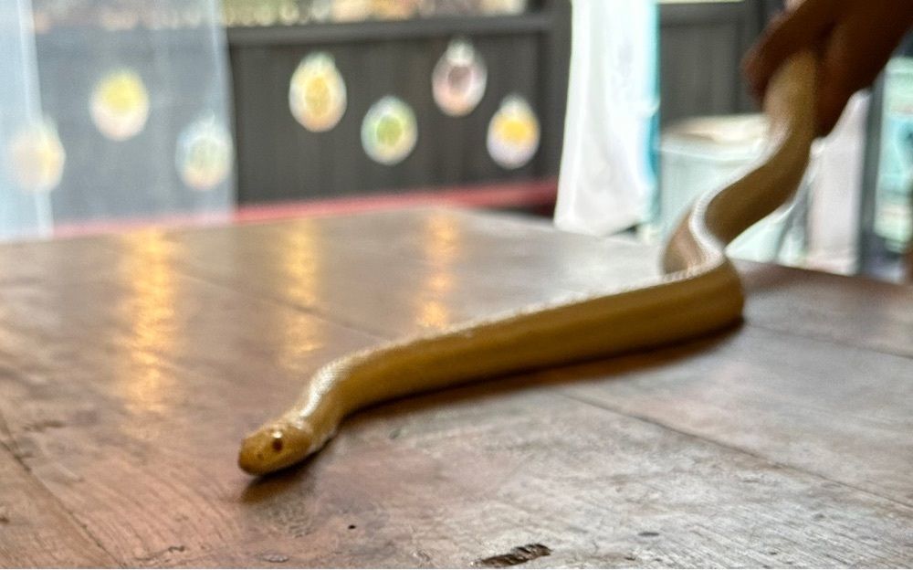 カズ兄さんが投稿した江の島 155 cafe（イチゴゴ カフェ）に関する口コミの画像