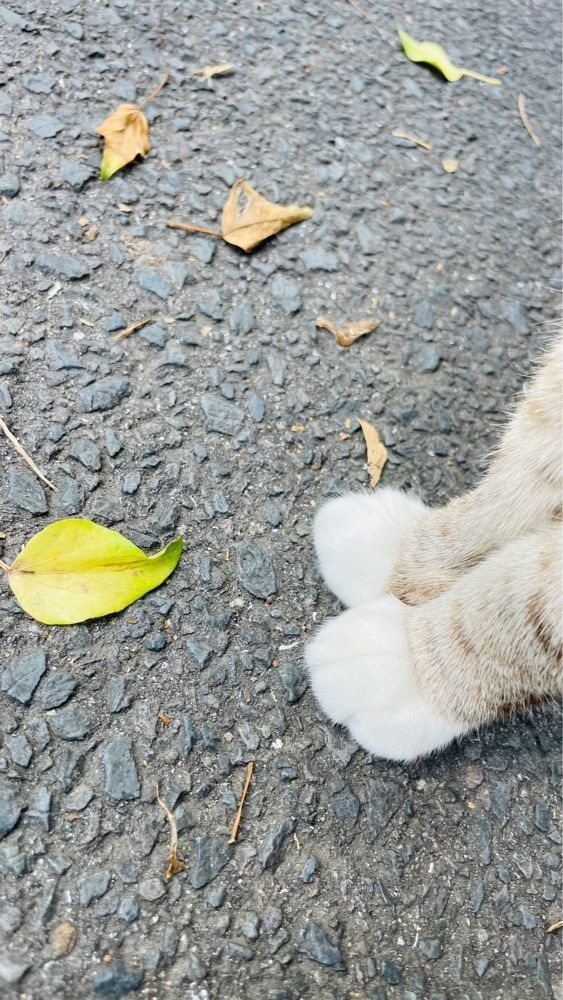 みぃさんが投稿した観音寺市に関する口コミの画像