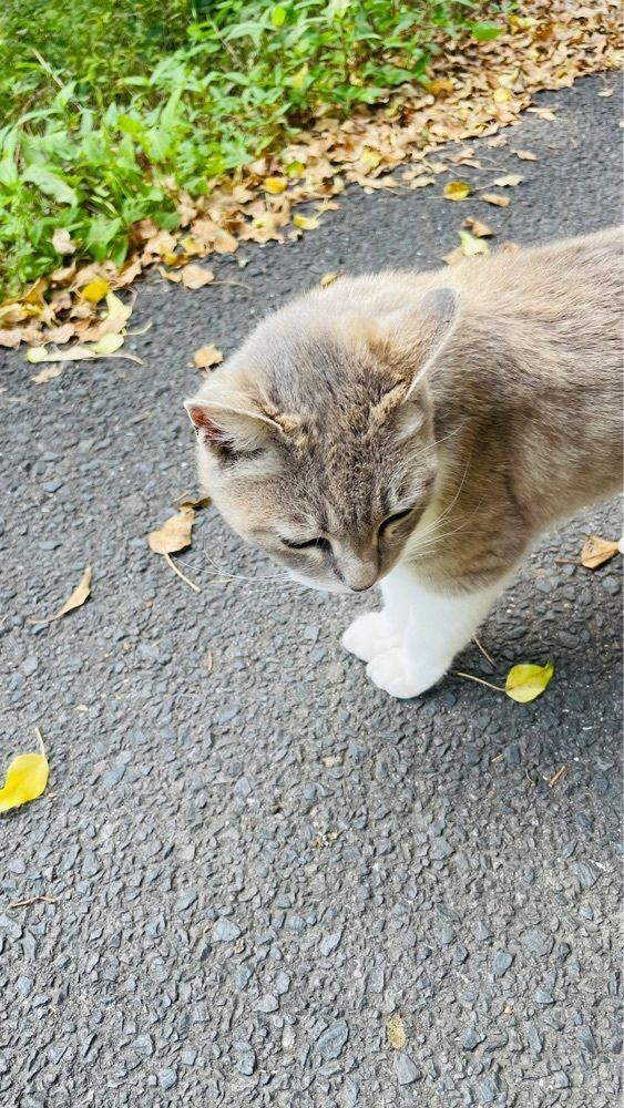 みぃさんが投稿した観音寺市に関する口コミの画像