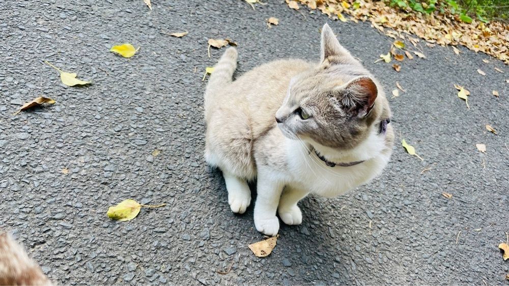 みぃさんが投稿した観音寺市に関する口コミの画像