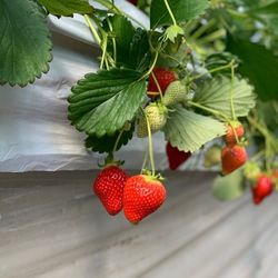 岐阜いちご狩り図鑑 予約必至の人気農園おすすめ6選 Aumo アウモ