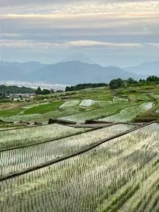 中野の棚田