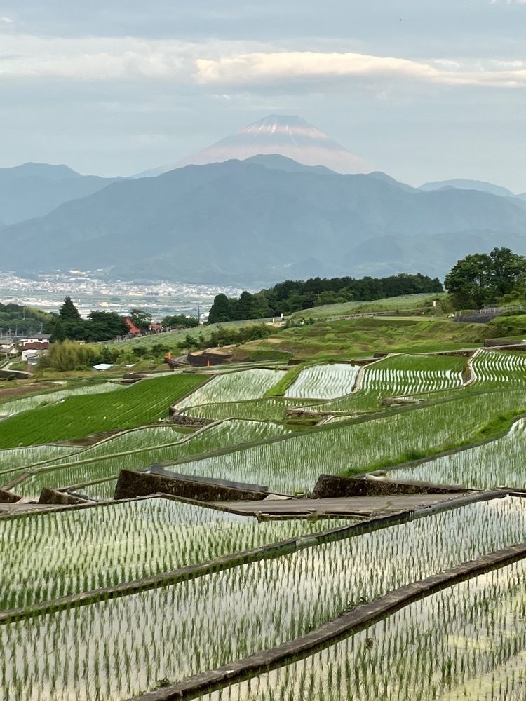 Nさんが投稿した中野の棚田に関する口コミの画像