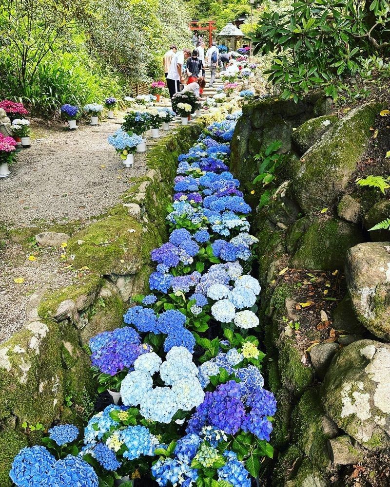 cocoa815さんが投稿した岡寺の三重塔に関する口コミの画像