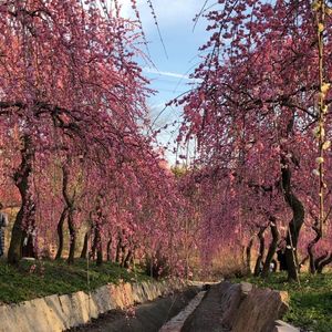 いなべ市梅林公園