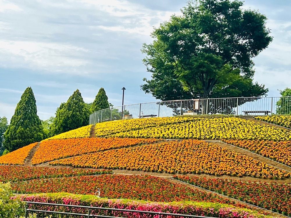 ビンカさんが投稿した相模原麻溝公園フィールドアスレチックに関する口コミの画像