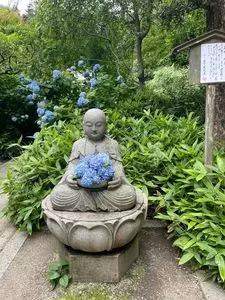 明月院のアジサイ