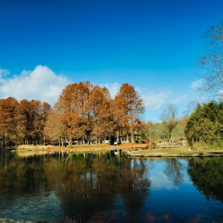 Shoさんが投稿した井頭公園に関する口コミの画像