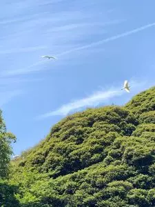 館林花菖蒲園