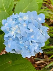 阿弥陀寺仁王門