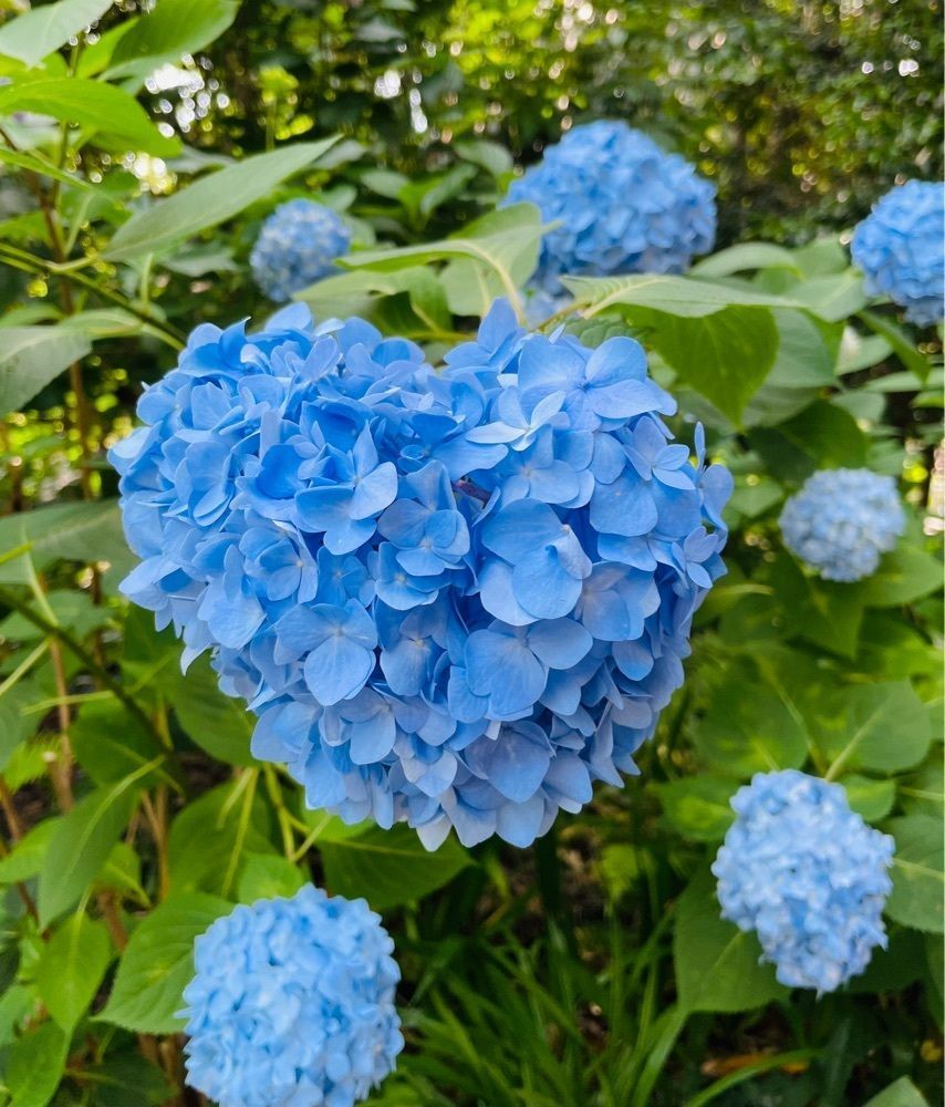 みーなさんが投稿した阿弥陀寺仁王門に関する口コミの画像