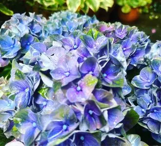久山植木株式会社
