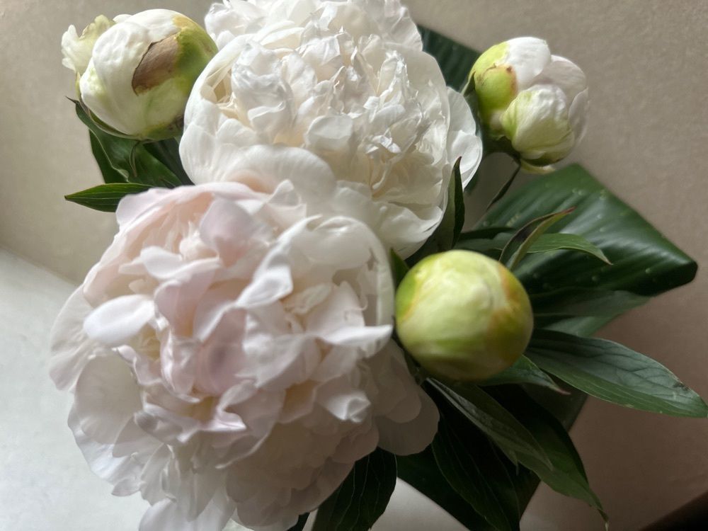 surumeさんが投稿した久山植木株式会社に関する口コミの画像