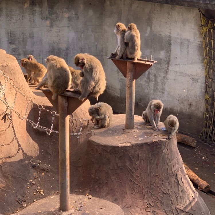 あたや@ネタ切れでしばらくお休みしますさんが投稿した福知山市動物園に関する口コミの画像