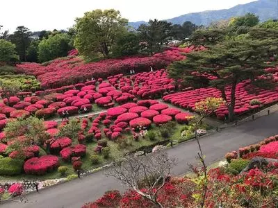 小室山公園の椿