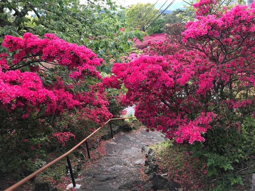 ウツボさやかさんが投稿した小室山公園の椿に関する口コミの画像