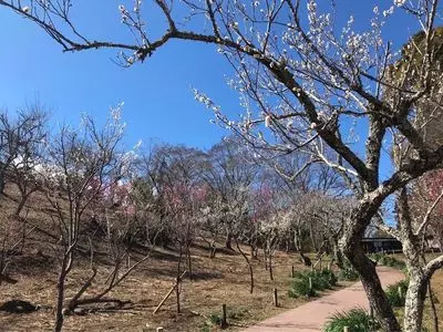 修善寺梅林 2枚目