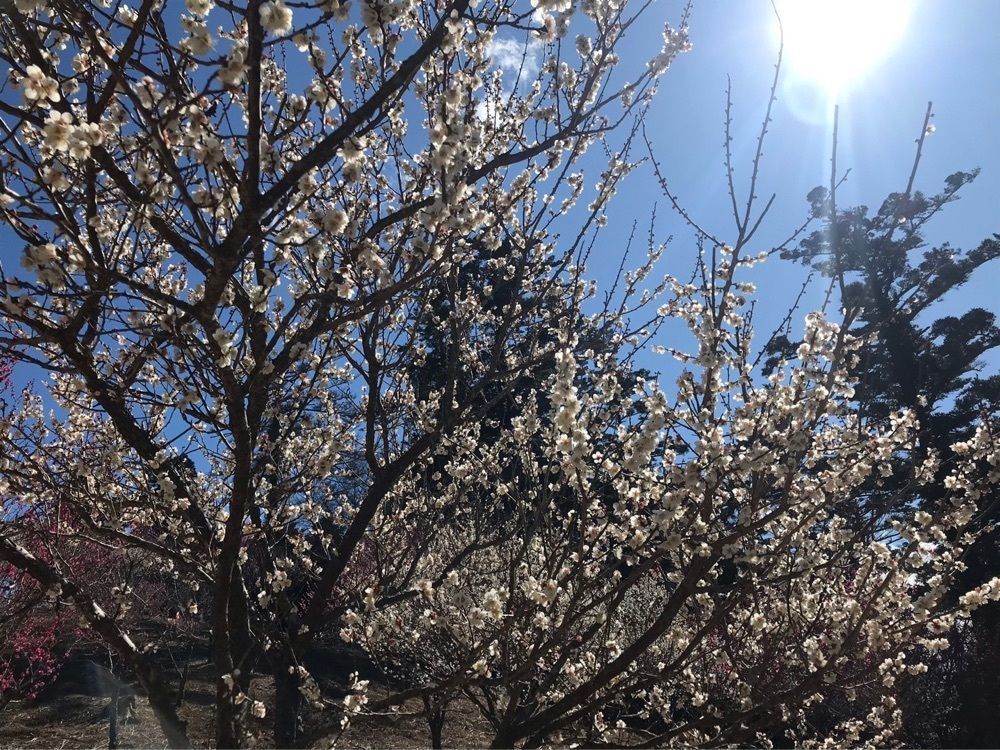 ウツボさやかさんが投稿した修善寺梅林に関する口コミの画像