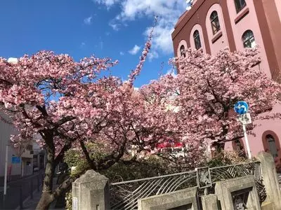 あたみ桜
