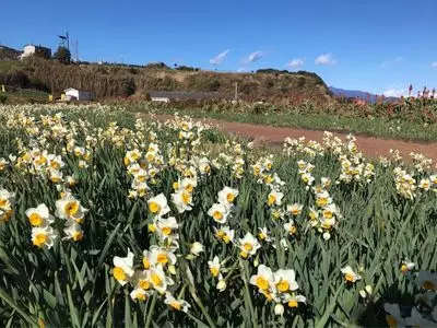 下田温泉旅館協同組合