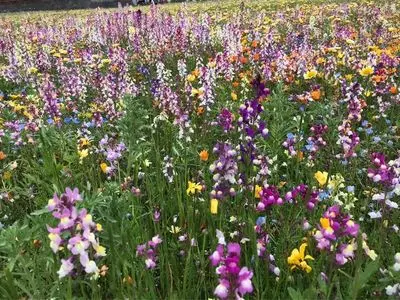 田んぼをつかった花畑