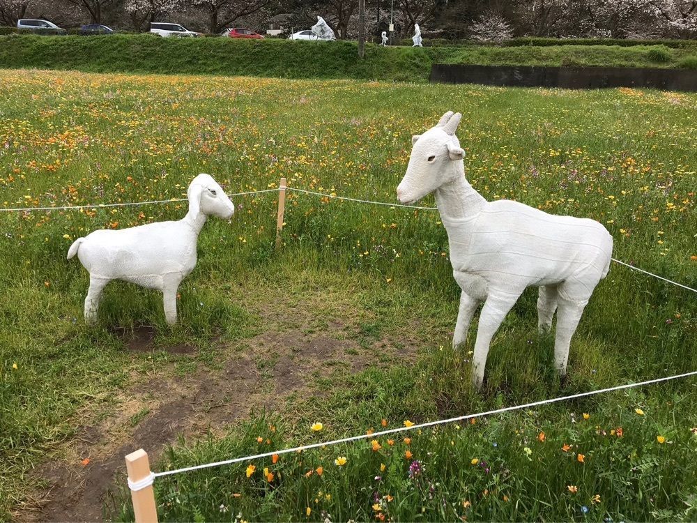 ウツボさやかさんが投稿した田んぼをつかった花畑に関する口コミの画像