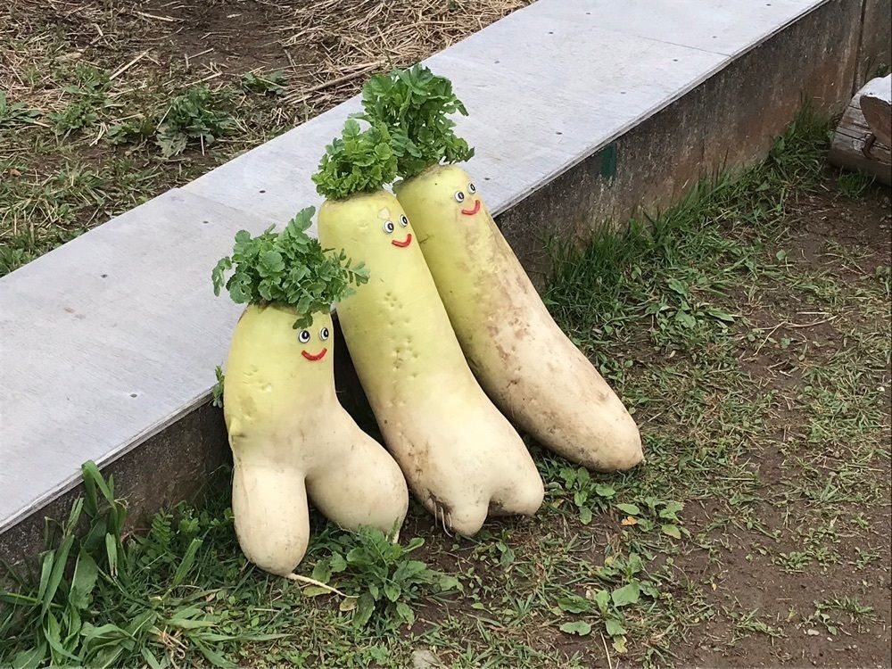 ウツボさやかさんが投稿した田んぼをつかった花畑に関する口コミの画像