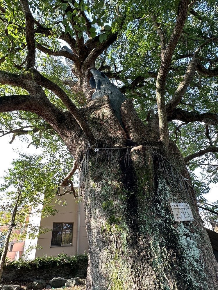 BOM-BA-YEさんが投稿した山王神社二の鳥居（一本柱鳥居）に関する口コミの画像