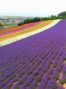ファーム富田 ラベンダーイースト