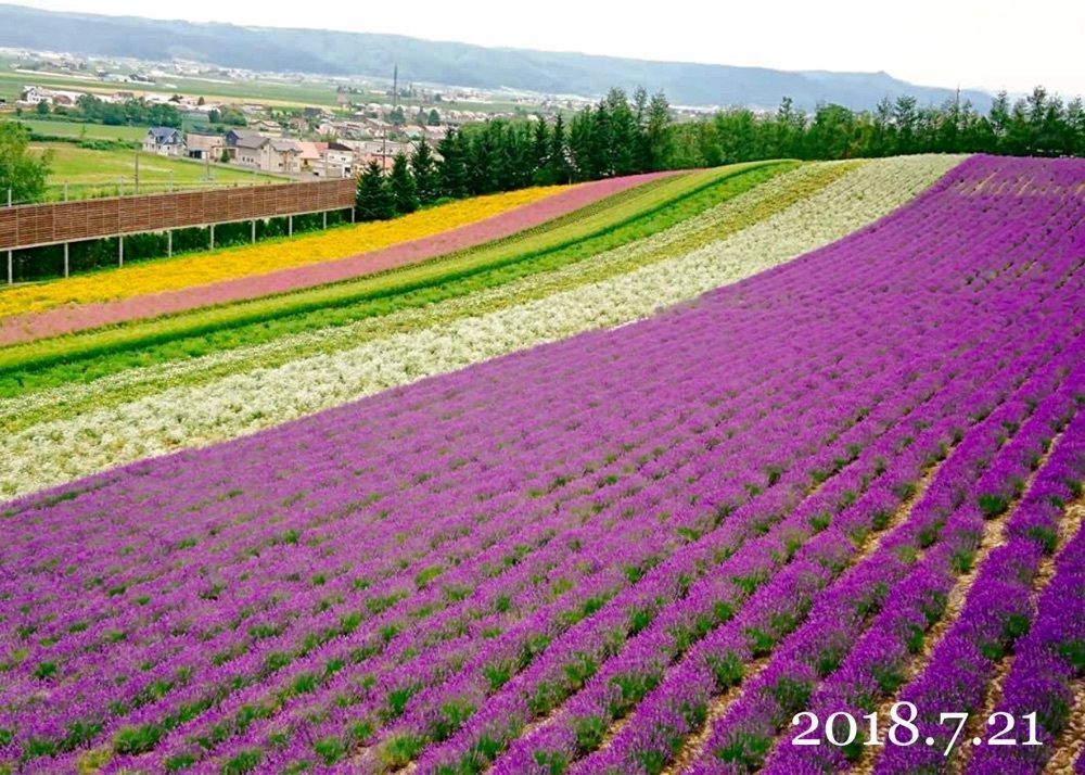 nico☺︎さんが投稿したファーム富田 ラベンダーイーストに関する口コミの画像