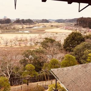 偕楽園の梅