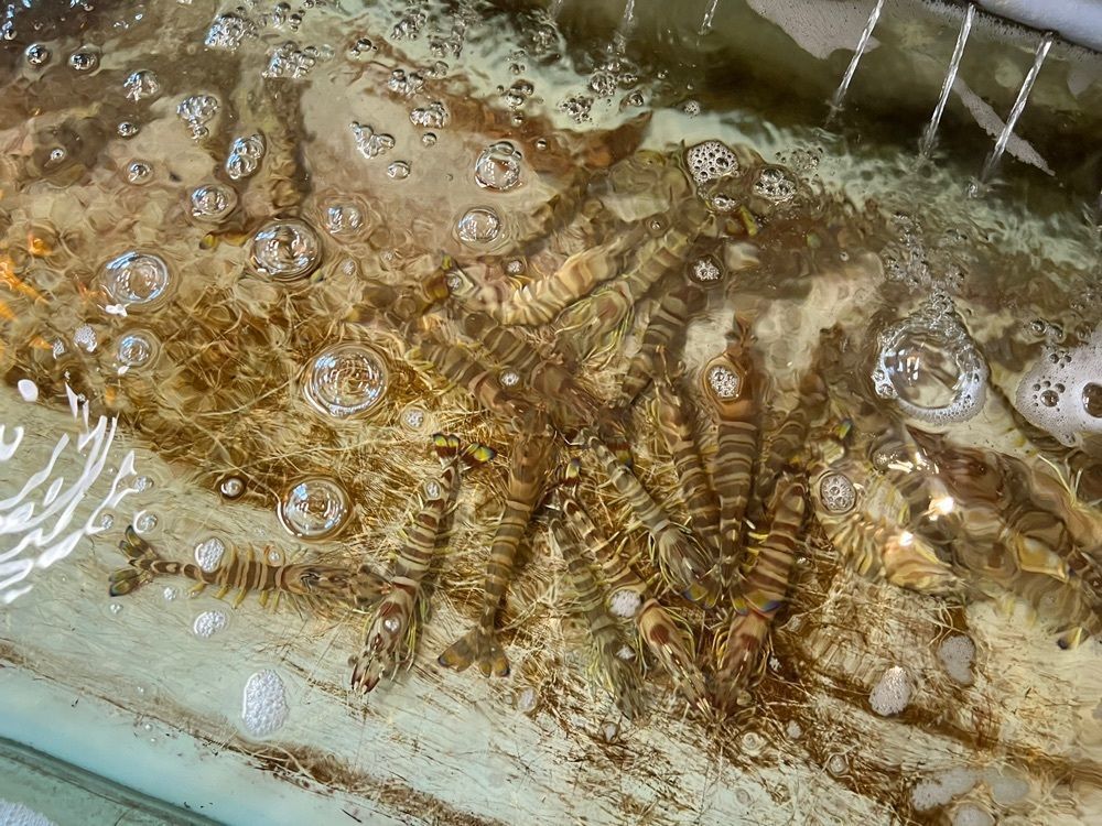 カリフラワーさんが投稿した海鮮浜焼き 和新に関する口コミの画像