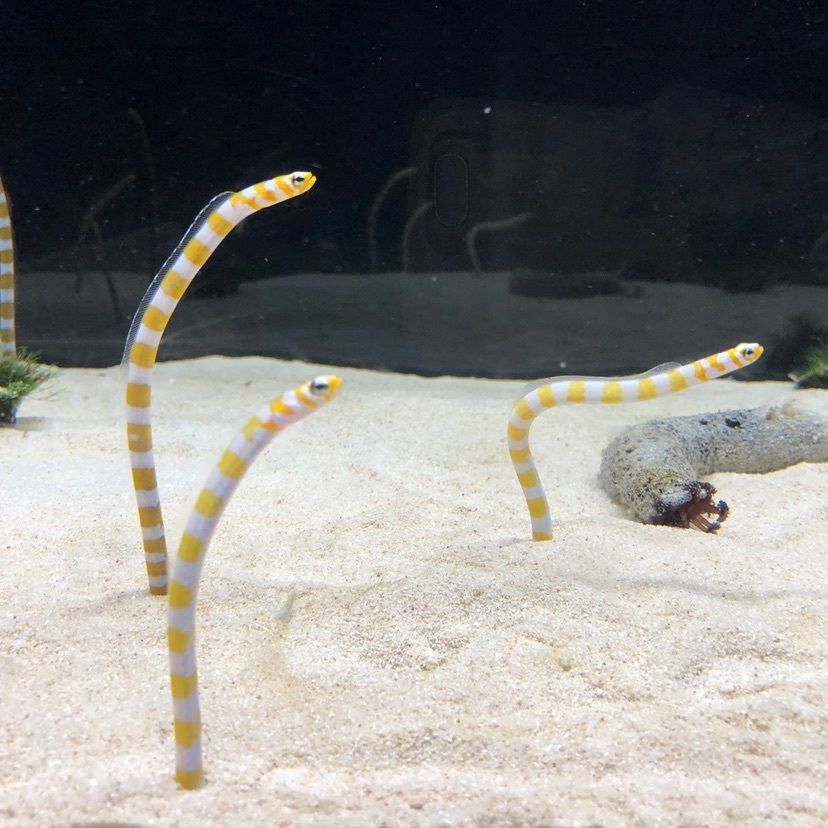 #おでかけ #京都水族館