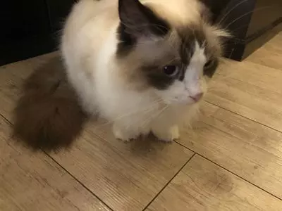 猫カフェ モカラウンジ 池袋東口店（CAT CAFE MOCHA）