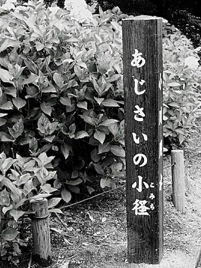 junkunさんが投稿したあじさい公園（東京都小平市）に関する口コミの画像
