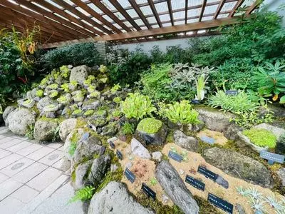 箱根湿生花園