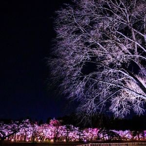 偕楽園