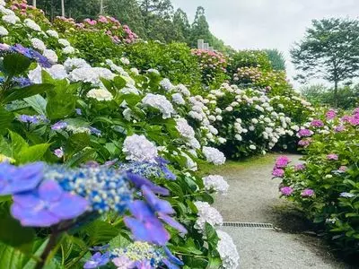 千光寺の紫陽花