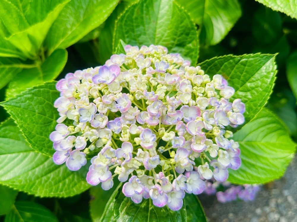surumeさんが投稿した千光寺の紫陽花に関する口コミの画像
