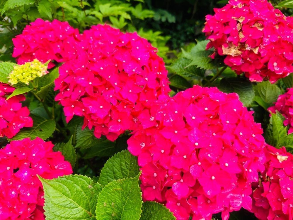 surumeさんが投稿した千光寺の紫陽花に関する口コミの画像