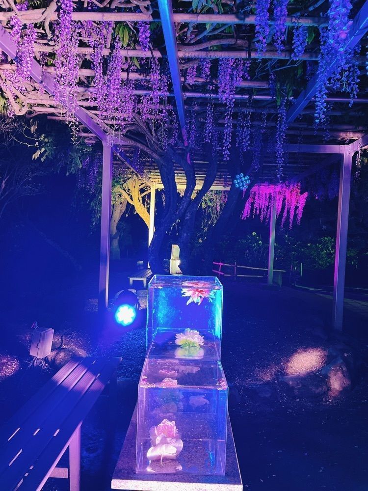 猫なぎ。さんが投稿した金蛇水神社の牡丹に関する口コミの画像