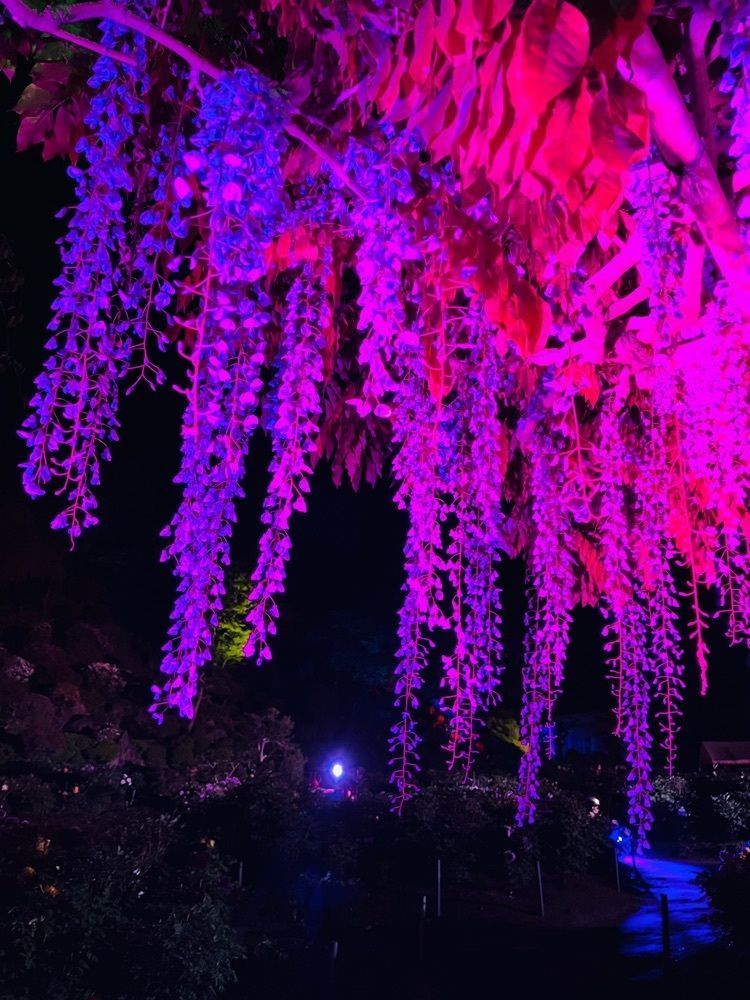 猫なぎ。さんが投稿した金蛇水神社の牡丹に関する口コミの画像