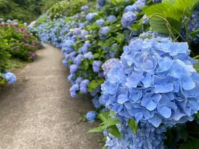 中木庭棚田のあじさい