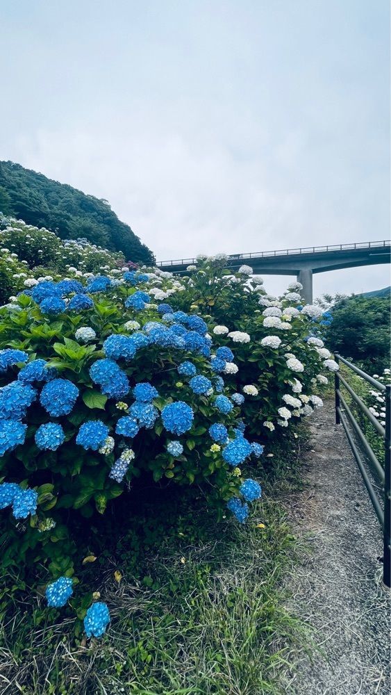 ponponao②さんが投稿した中木庭棚田のあじさいに関する口コミの画像