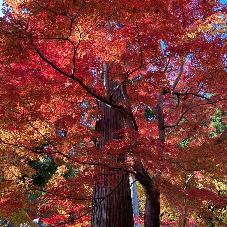 retro_event_e339さんが投稿した永源寺の紅葉に関する口コミの画像