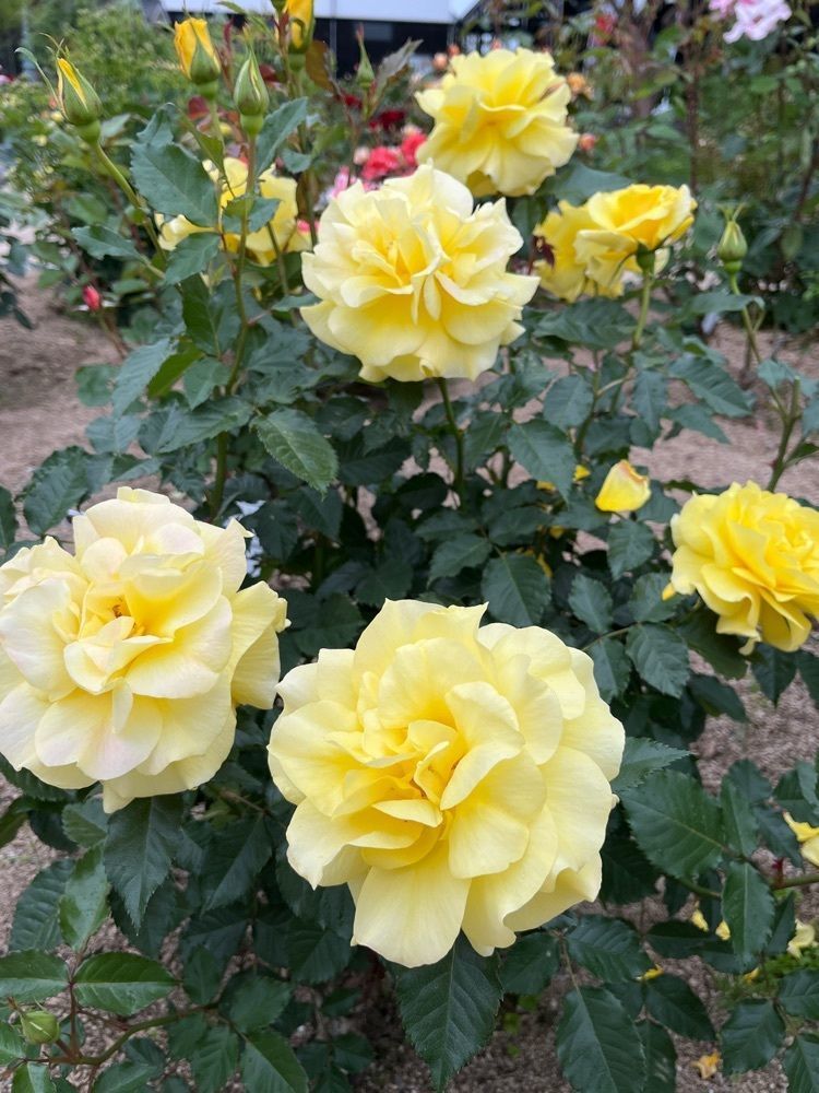 Yakorinさんが投稿した綾部バラ園に関する口コミの画像