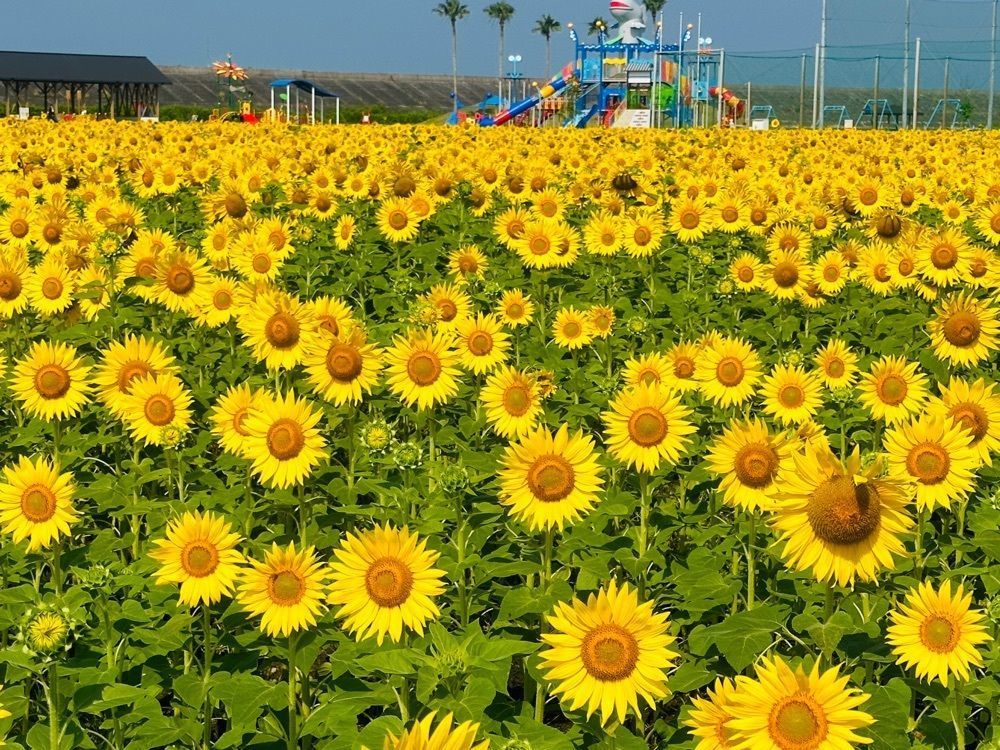surumeさんが投稿した柳川むつごろう会に関する口コミの画像
