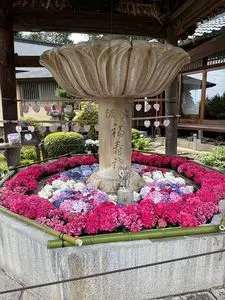 三室戸寺のアジサイ