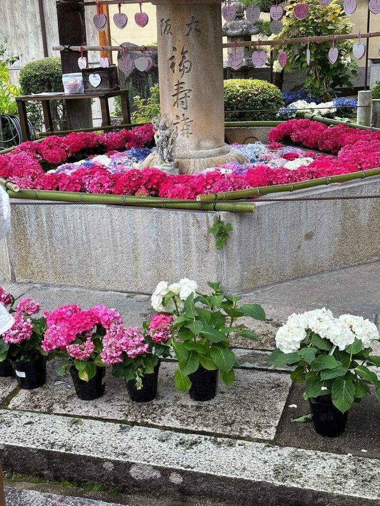 blossom&C7さんが投稿した三室戸寺のアジサイに関する口コミの画像