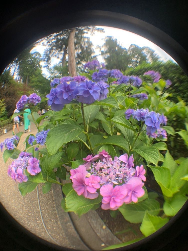 blossom&C7さんが投稿した三室戸寺のアジサイに関する口コミの画像